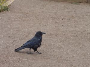 Raven 2